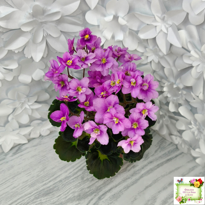 LV-Ланселот (Л. Шевелева) 2025 г. (клакамасный гёрл с кроновой пестролистностью)