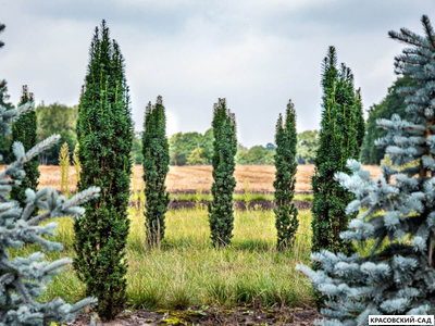 Тисс ягодный Фастигиата - Fastigiata