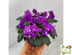 Senk's Longlegs (R. Follett/D. Senk) трейлер (укор. пасынок)