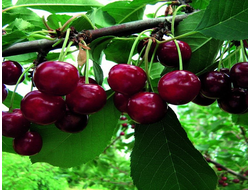 Муза(вишня)