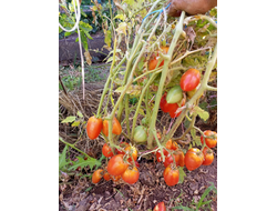 Томат Гном Затонувший персик (Dwarf Sunkissed Peach), США, Австралия