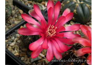 Gymnocalycium baldianum P 127