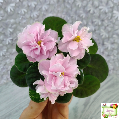 АВ-Амур и Розы (Фиалковод) 2023 г.