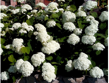 Гортензия Анабель  3-х летка  выс.70см