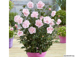 Гибискус Пинк Шифон - Pink Chiffon