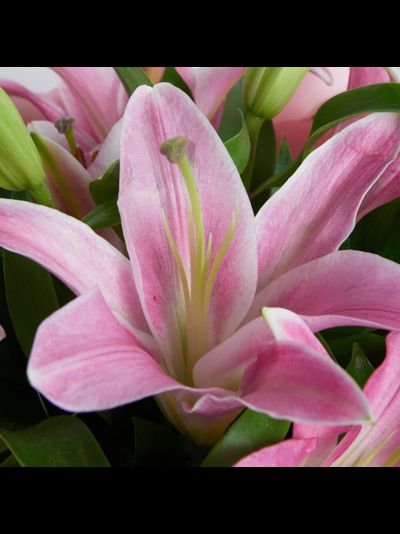 5 розовых лилий