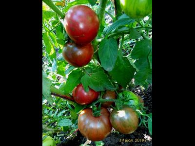 Томат Фиолетовая яшма (Цзы-Ю, Tci U, Китай)