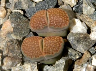 Lithops hallii (2) - 10 семян