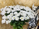 Хризантема Бокарди (ромашка ) белая 