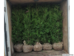 Туя Брабант доставка с комом земли - Красовский-Сад.рф