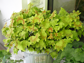 Kelly Brougham - пеларгония  звездчатая (стеллар) - описание сорта, фото - купить черенки почтой