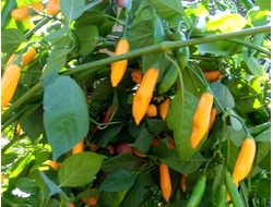 Перец острый Aji Limo (Lemon Drop)