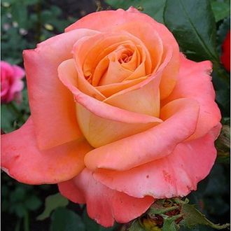 Экзотика (Exotica ), Meilland .