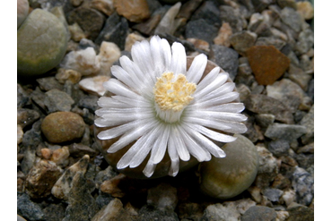 Lithops hallii v. reticulata LMP1506
 
