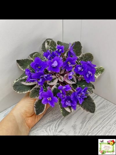 Hodss-Norway (Яна Ходченко) 2019 г. (пестролистный лонг)