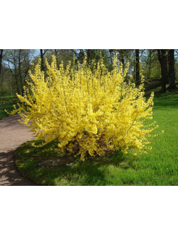 Форзиция средняя Спектабилис (Forsythia intermedia x Spectabilis) С3,60-80