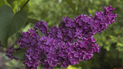 Сирень обыкновенная Сумерки