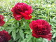 RED CHARM  Ред Чарм