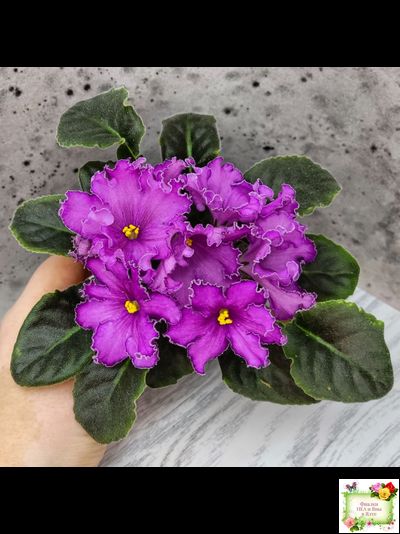 НК-Императорский Сад (Н.Козак) 2019 г. (лонг листва)