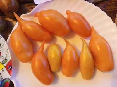 Томат Буратино золотой