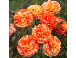 Оранж энд Лемон