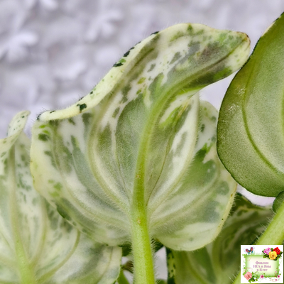 LV-Зюзя (Л. Шевелева) 2025 г. трейлер (клакамас пестролистный)