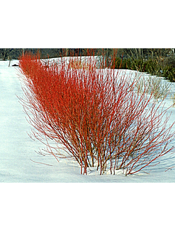 Дерен белый Sibirica