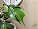 Ficus Benjamina Wiandi / фикус вианди