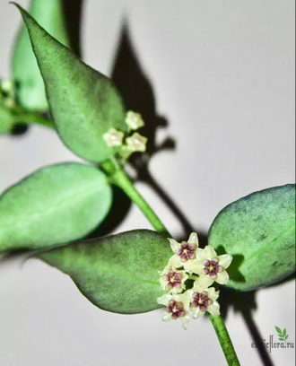 Hoya Polyneura complex Vietnam