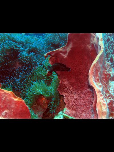 Купить греющую картину с фото коралл