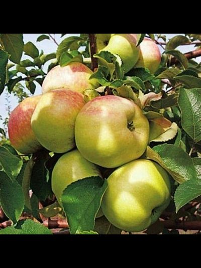 Богатырь (яблоня)