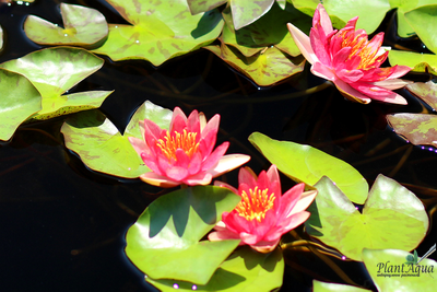 Нимфея Фибэс