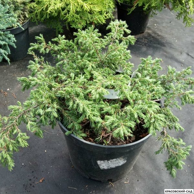 Можжевельник Репанда - Repanda