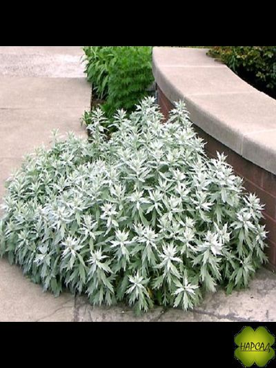 ПОЛЫНЬ ЛЮДОВИКА "VALERIE FINNES"