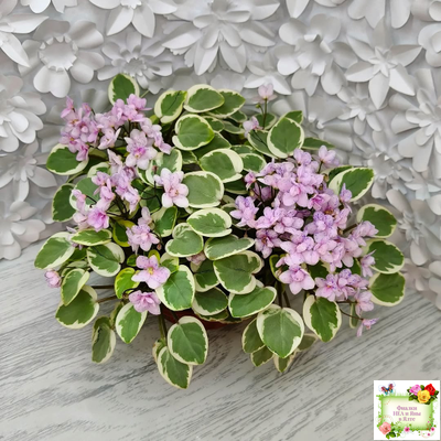 Жемчужный Восторг (Д. Глушакова) листовая химера (пасынок сорт посажен 20.10.25)