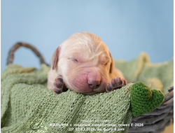 ПОМЕТ Е-2026 ОТ МАРГО & Пумбы. Голден ретривер мальчик ЗЕЛЕНЫЙ ошейничек, на фото 4 дня