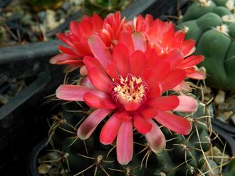 Gymnocalycium baldianum - 5 семян