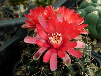 Gymnocalycium baldianum - 5 семян