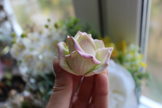 РОЗА МАРИЯ