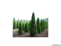 Туя Колумна - Columna