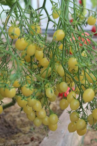 Сумасшедшие черри   Барри. BARRY&#039;S CRAZY CHERRY.