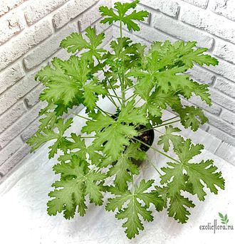 Пеларгония душистая "Fragrant Frosty"