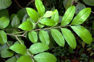 Australian Rosewood essential oil   (Dysoxylum fraserianum)