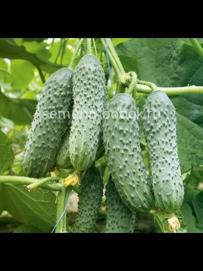 Огурец Мамлюк F1 (5 шт)