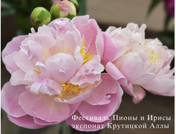 Золушка (Zolushka)