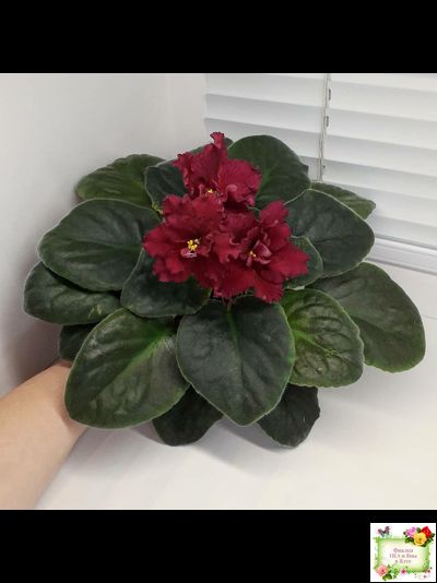 ЕК-Жара (Е. Коршунова) 2018 г.