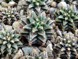 Gymnocalycium mihanovichii GN 1092 (D=18-20 mm)