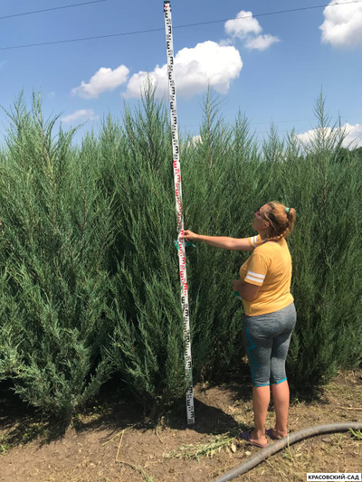 Можжевельник СкайРокет 5 метров