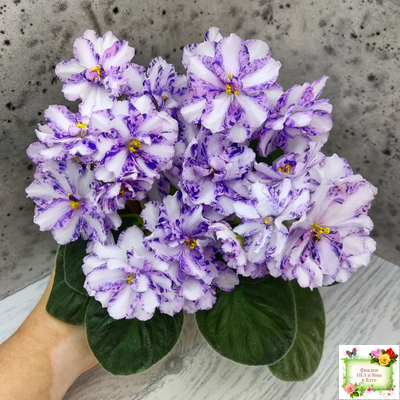 МК-Ветер Перемен (М. Карпова) химера стандарт (стартер сорт)