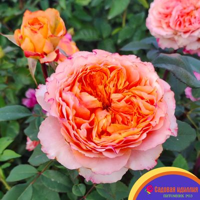 Каралуна (Caraluna)